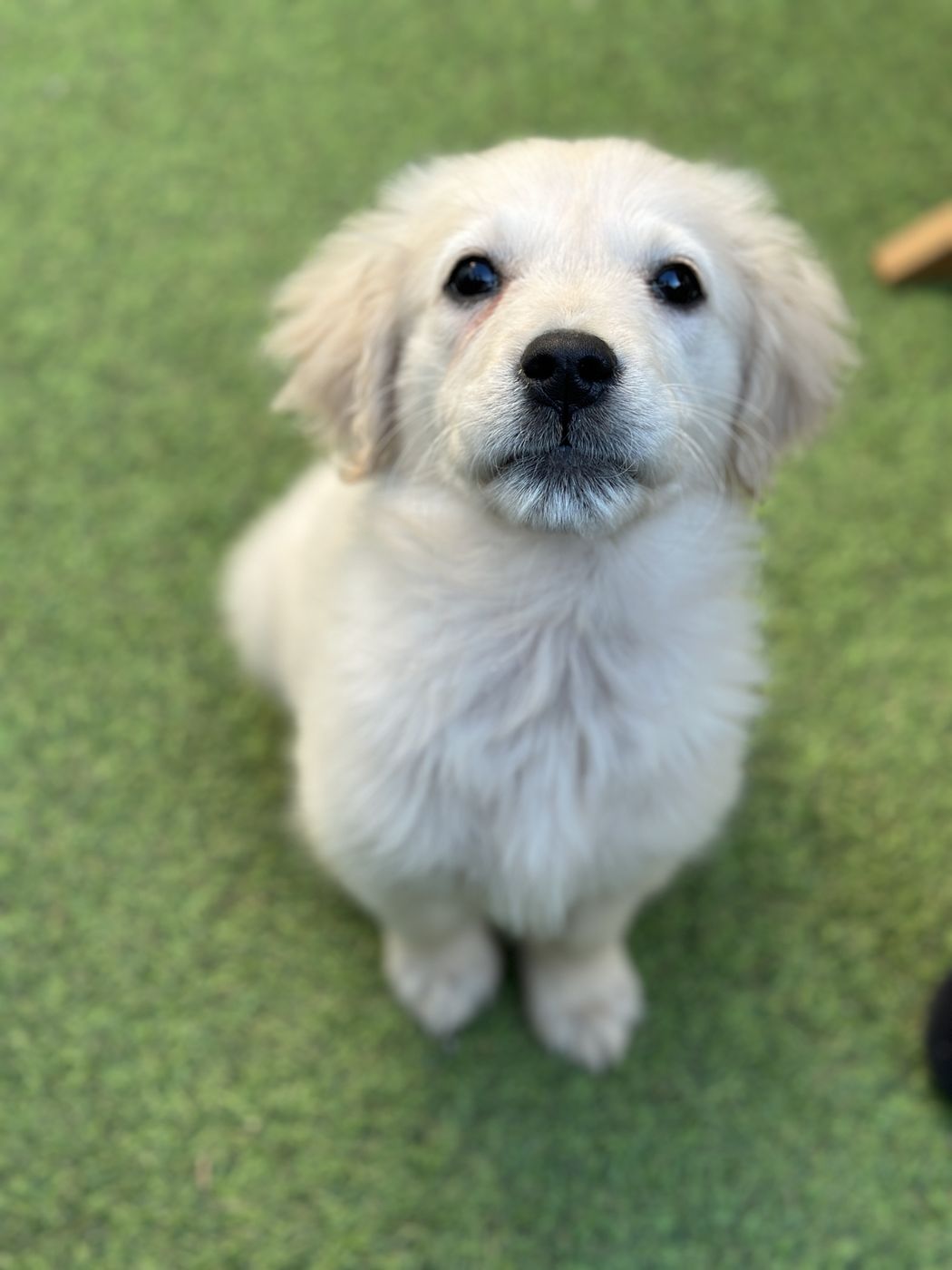 Lily as a puppy, sitting and looking up